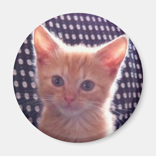 Imán Crema roja de gatito lindo (Frente)