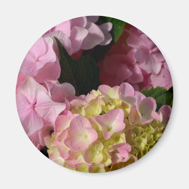 Imán Crema rosa Hydrangeas amarillo rosa verde floral (Frente)