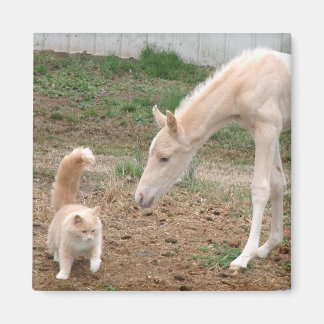 Imán Cremello Companions
