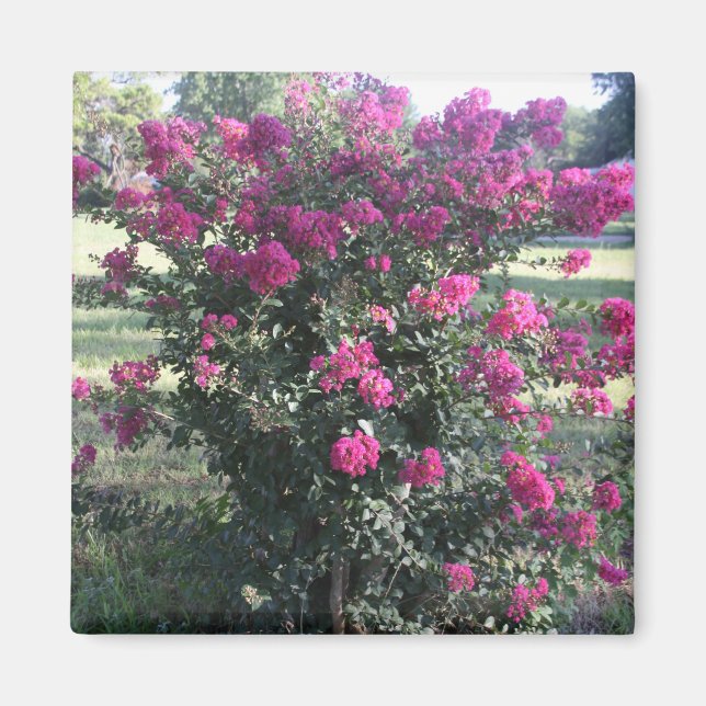 Imán Crepe Myrtle (Frente)