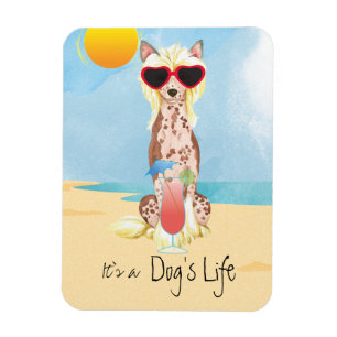 Imán Crestación de verano china