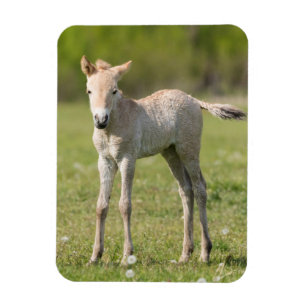 Imán Cría de caballo de Przewalski, Hungría