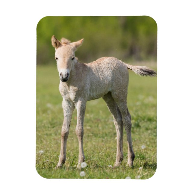 Imán Cría de caballo de Przewalski, Hungría (Vertical)