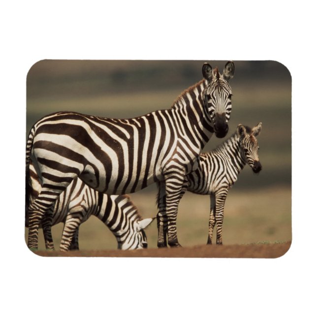 Imán Cría de cebra de Burchell con su madre (Horizontal)