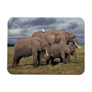 Imán Cría de elefante africano con familia