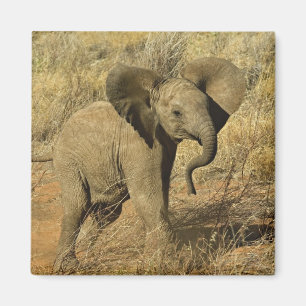 Imán Cría de elefante africano, Loxodonta Africana,