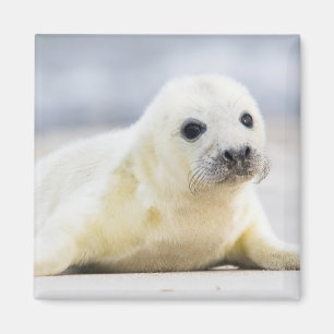 Imán Cría de foca de las imágenes el de Getty