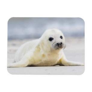 Imán Cría de foca de las imágenes el de Getty