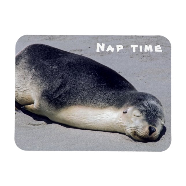 Imán Cría de foca durmiendo en una playa - Australia (Horizontal)