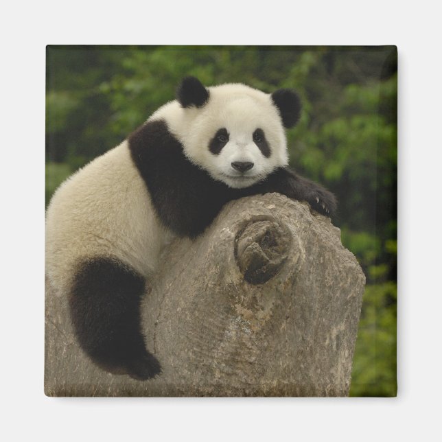 Imán cría de panda gigante (Frente)