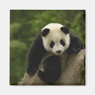 Imán cría de panda gigante