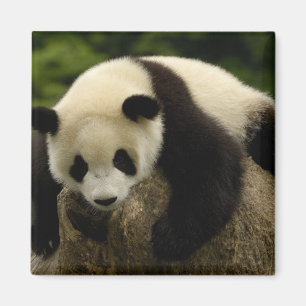 Imán Cría de panda gigante (Ailuropoda melanoleuca)
