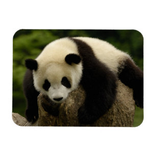 Imán Cría de panda gigante (Ailuropoda melanoleuca)