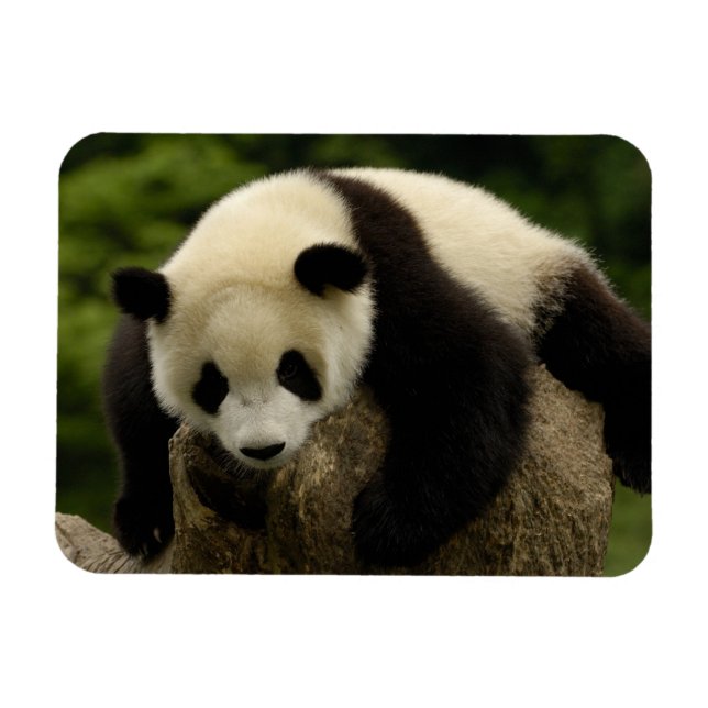 Imán Cría de panda gigante (Ailuropoda melanoleuca) (Horizontal)