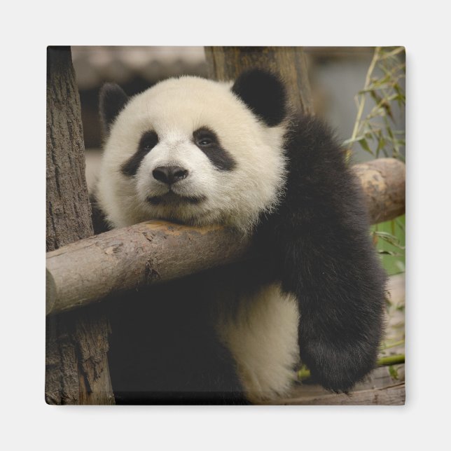 Imán cría de panda gigante (Ailuropoda melanoleuca) (Frente)