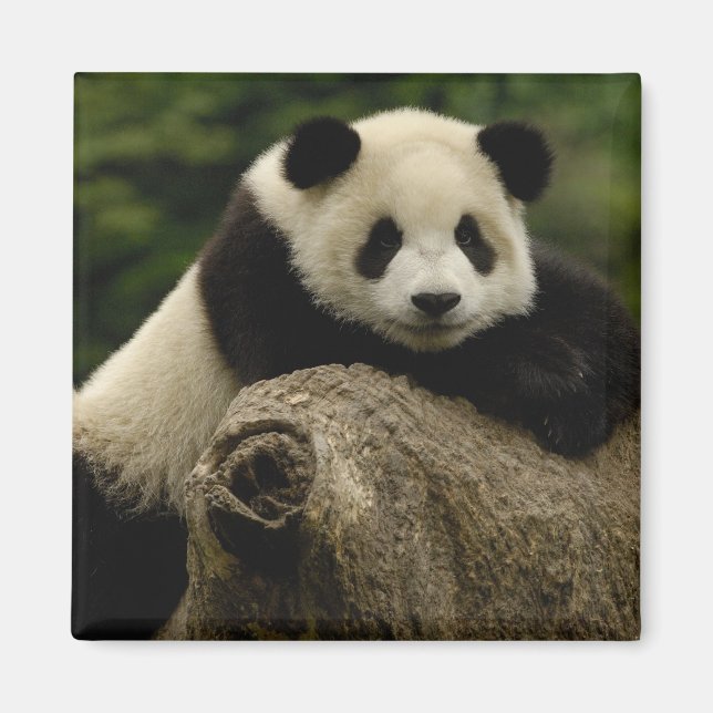 Imán cría de panda gigante Ailuropoda melanoleuca) (Frente)