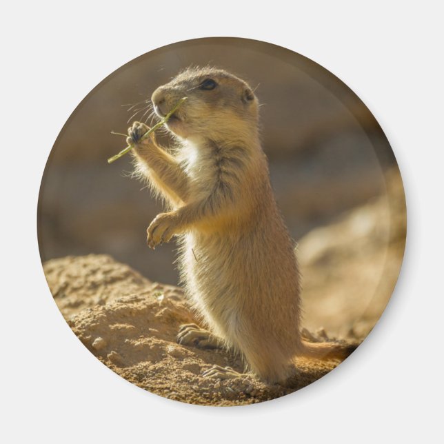 Imán Cría de perro de pradera comiendo, Arizona (Frente)