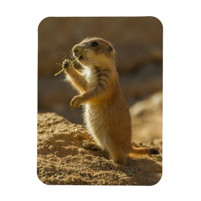 Imán Cría de perro de pradera comiendo, Arizona (Vertical)