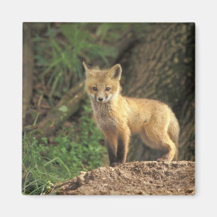 Imán Cría de zorro rojo frente a la madriguera (Vulpes