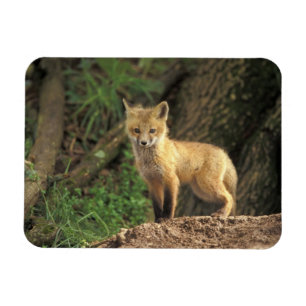 Imán Cría de zorro rojo frente a la madriguera (Vulpes 