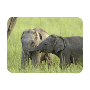 Imán Crías de elefante indio / asiático