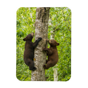 Imán Crías de oso negro subiendo a un árbol