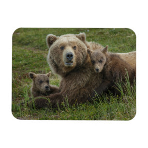 Imán Crías de oso pardo acariciando a su madre