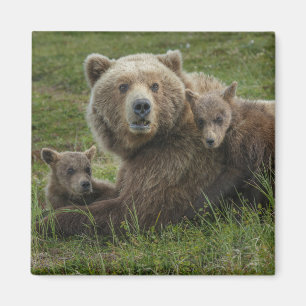 Imán Crías de oso pardo acurrucándose con su madre
