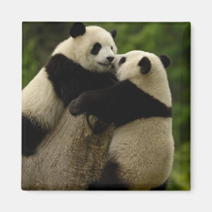 Imán Crías de panda gigante (Ailuropoda melanoleuca)