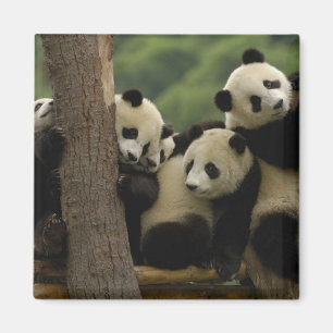 Imán crías de panda gigante Ailuropoda melanoleuca)