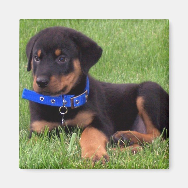 Imán crías de rottweiler (Frente)