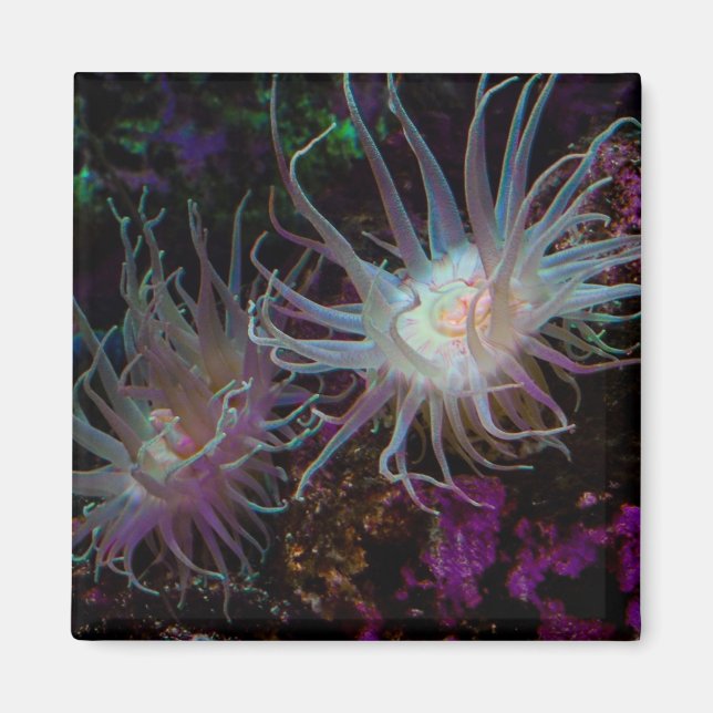 Imán Crimson Anemone (Frente)