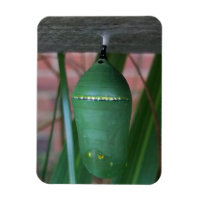 Crisalis de la fotografía de la mariposa monarca