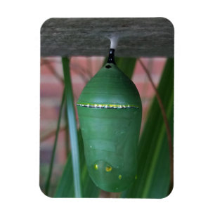 Imán Crisalis de la fotografía de la mariposa monarca