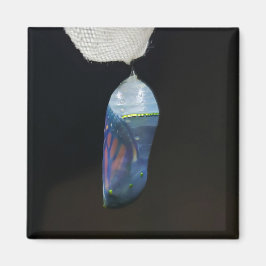 Imán - Crisalis monarca (2022)