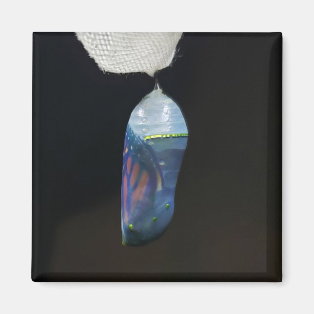 Imán - Crisalis monarca (2022) (Frente)