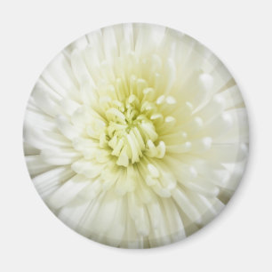 Imán Crisantemo blanco
