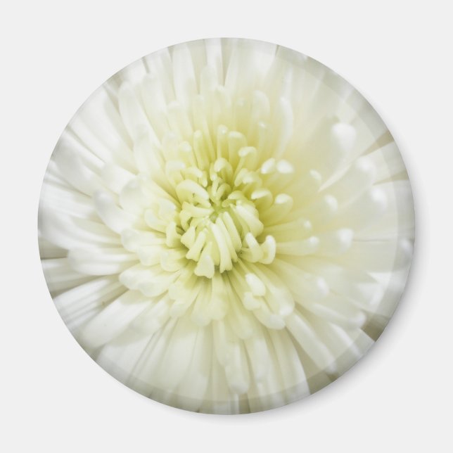 Imán Crisantemo blanco (Frente)