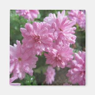 Imán Crisantemos rosados