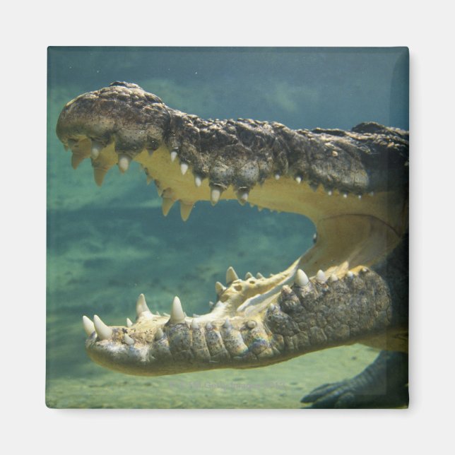 Imán Crocodiles boca abierta (Frente)