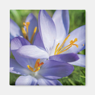 Imán Crocus