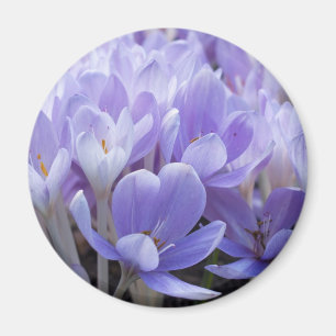 Imán Crocus