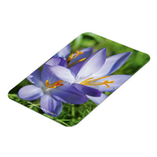 Imán Crocus