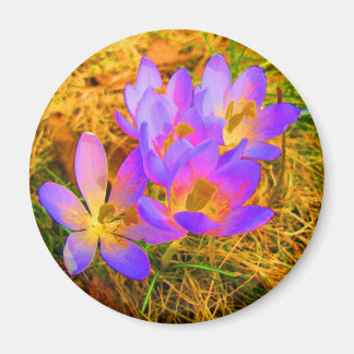 Imán Crocus Magnet psicodélico