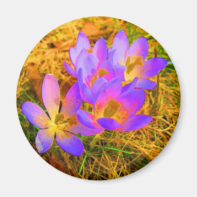 Imán Crocus Magnet psicodélico (Frente)