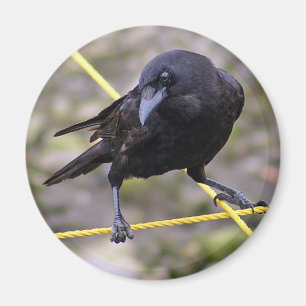 Imán Crow en la encrucijada