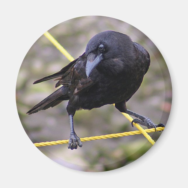 Imán Crow en la encrucijada (Frente)