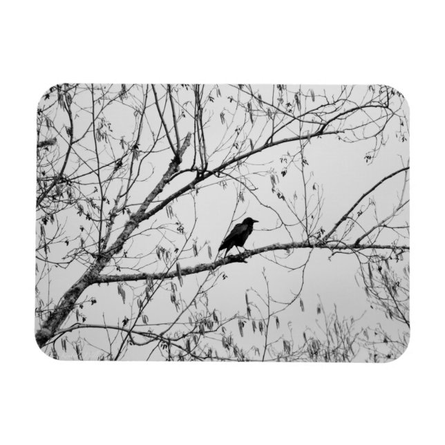 Imán Crow en un árbol de aves (Horizontal)
