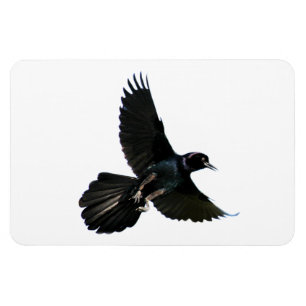 Imán Crow Raven Premium Flexi Magnet