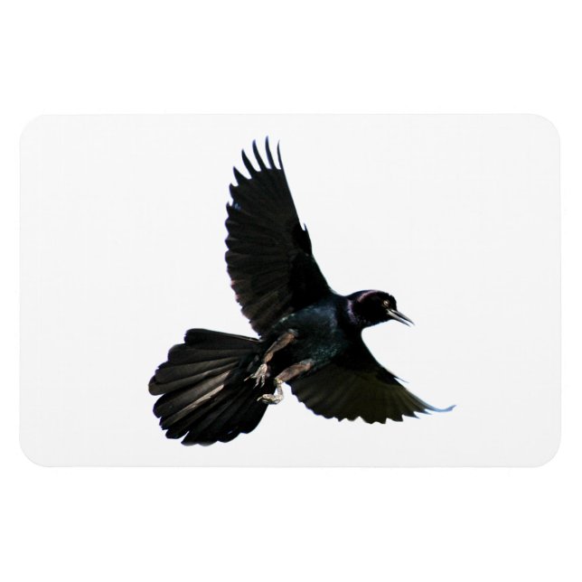Imán Crow Raven Premium Flexi Magnet (Horizontal)